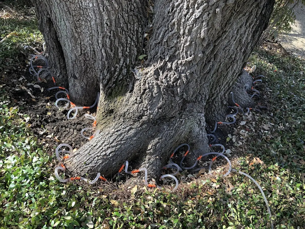 Detailed Tree Cabling and Bracing job site in Jetson