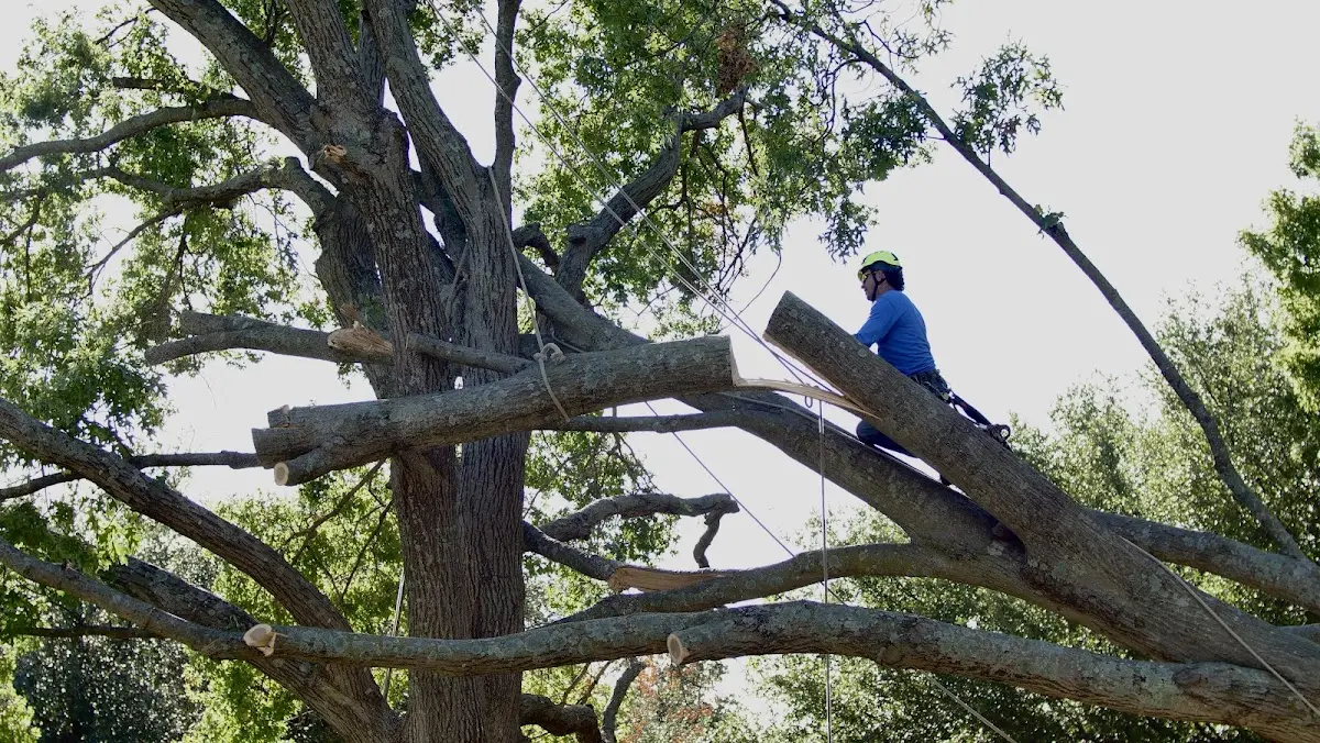 Professional Hazardous Tree Removal performed by certified arborists in Jetson