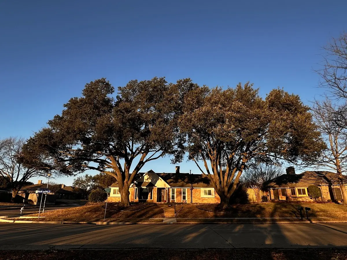 Established residential canopy tree shading a home in Jetson