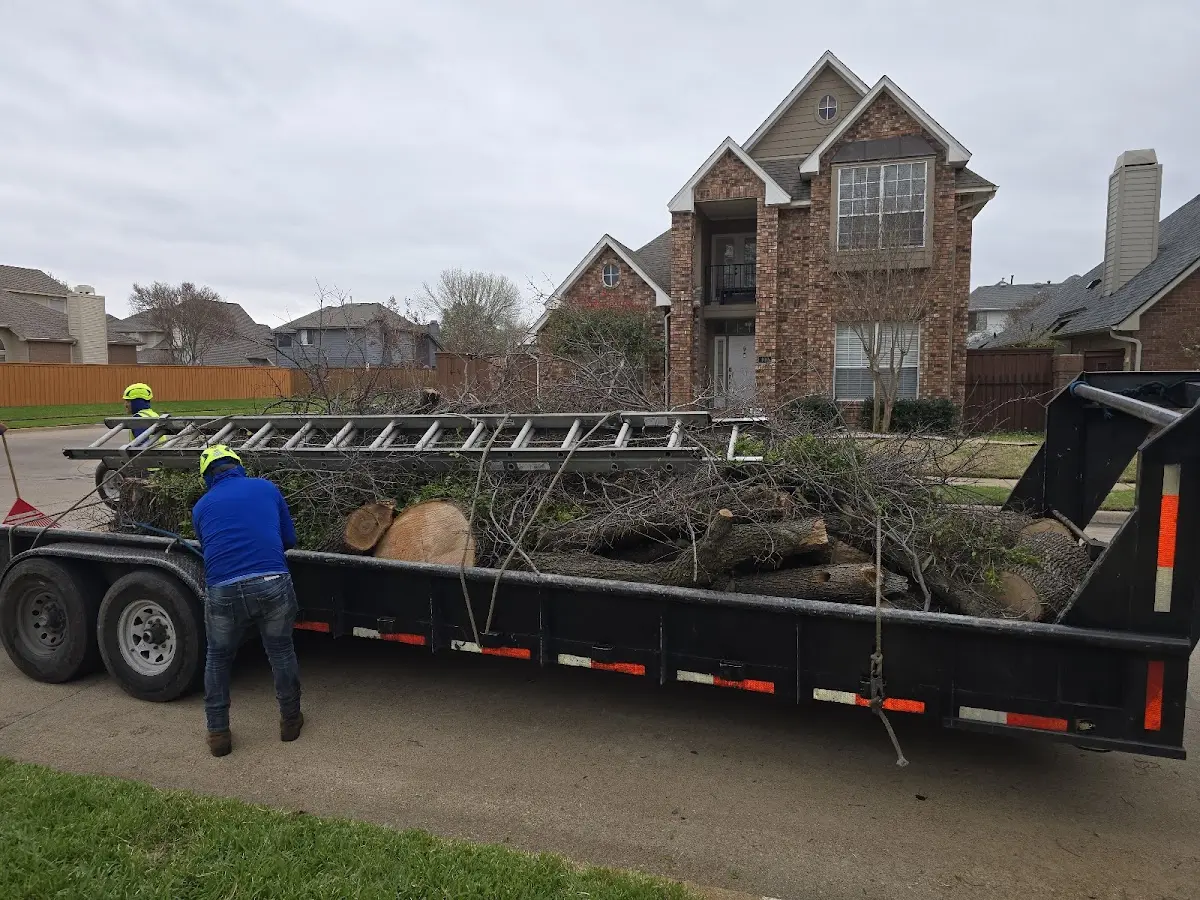 Expert Tree Pest Control with proper safety equipment in Jetson